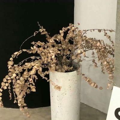 Furry插画风格打造FurryQQ群